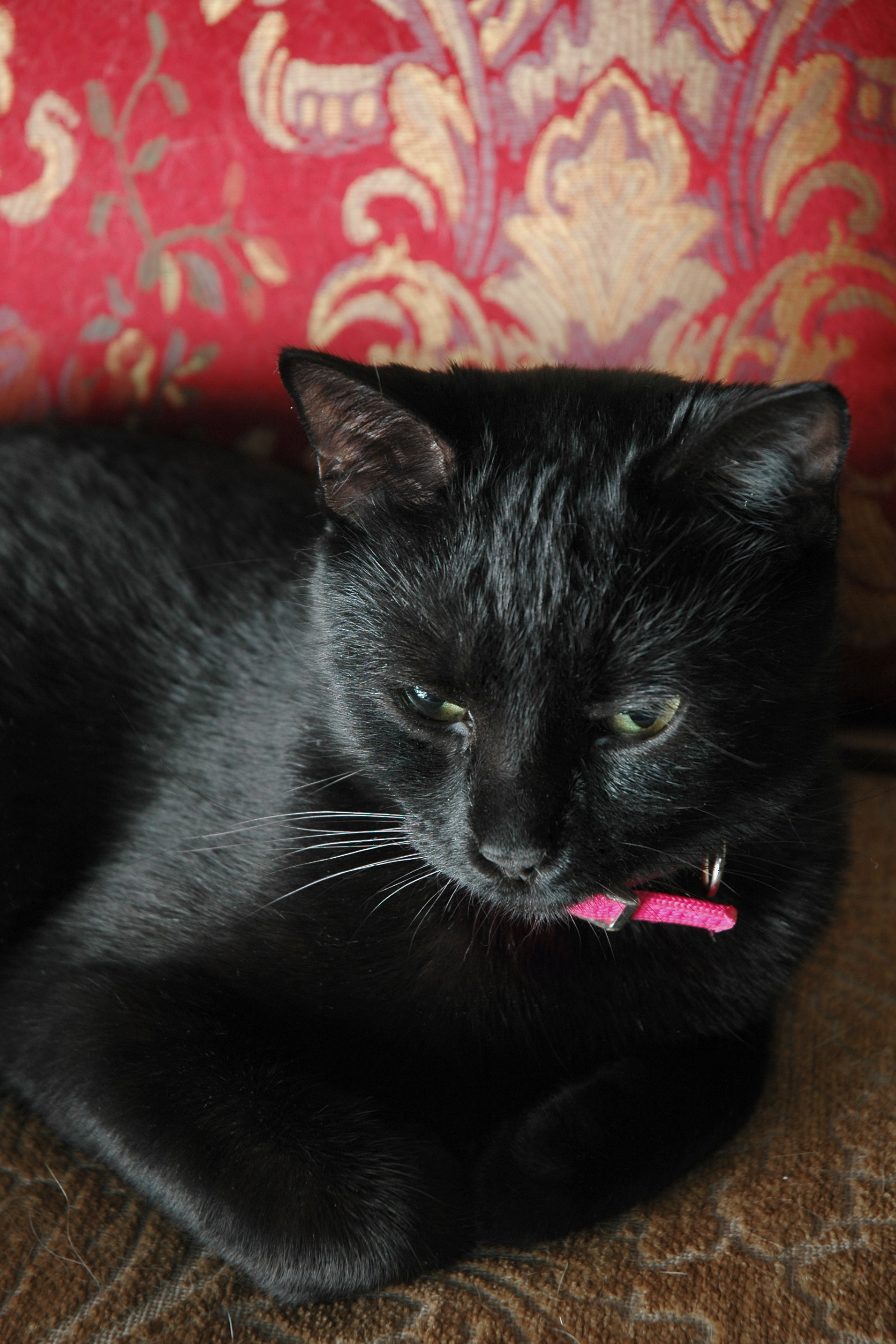 Missy Isis 